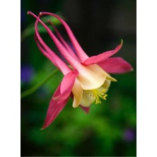 ÇınarTohum 5 Adet Native Wild Columbine Tohumu