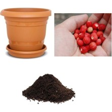 Yayılıcı Dağ Çileği Tohumu Ekim Seti