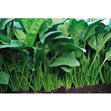 Yediveren Ispanak Tohumu (300 Tohum)