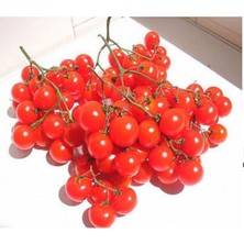 10 Adet Alman Salkım Kiraz Domates Tohumu