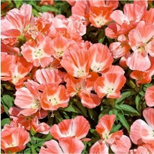 Turuncu Godetya Yer Açelyası Çiçek Tohumu 10 15 Adet