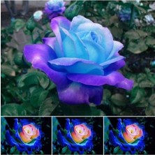 5 Adet Night Blue Gül Tohumu