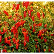 20 Adet Inca Red Drop Biber Tohumu
