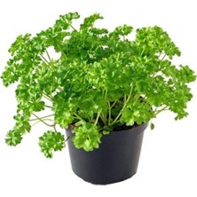 Agrobazaar Iri Yapraklı Italyan Maydonoz 2000 + Tohum