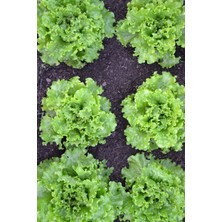 Iri Kıvırcık Marul Tohumu 40 Adet Tohum