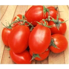 Roma Domates 15 Tohum