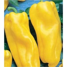 Italyan Nocera Sarı Tatlı Biber Tohumu