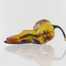 10 Adet Dark Olive Naga Brain Biber Tohumu