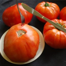 20 Adet Couilles De Taureau Domates Tohumu