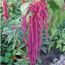 Amaranthus Caudatus 'red Garnet' Çiçek Tohumu