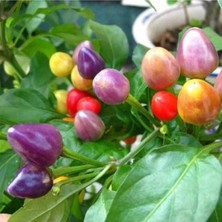 50 Adet Rainbow Süs Biberleri Tohumu