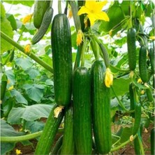 Ithal Erkenci Bol Verim Sırık Salatalık Tohumu 5 Adet Tohum