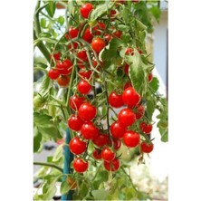 ÇınarTohum Agrobazar Delıcıous Salkım Cherry Domates Ortalama 25+ Tohum