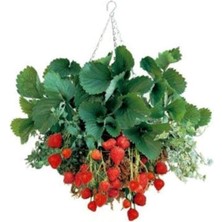 4 Mevsim Yediveren Çilek Tohumu Ekim Seti Saksı Toprak 10 Adet Tohum Kombin