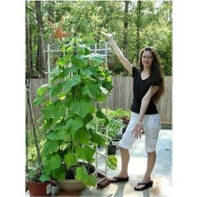 Sırık Tipi Badem Salatalık 10 Nadir Tohumu