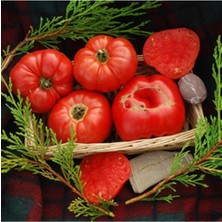 20 Adet Henderson's Winsall Domates Tohumu