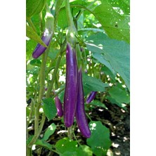 Mor Tayland Patlıcan Tohumu / 5+ Adet Tohum