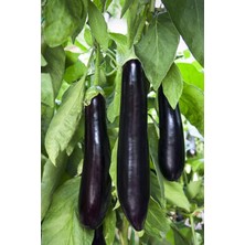 Aydın Siyahı Patlıcan Tohumu / 20 Adet Tohum