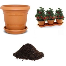 Cherry Saksılık Domates Tohumu Ekim Seti