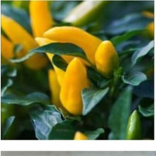 10 Adet Acı Sarı Süs Biber Tohumu