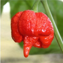 10 Adet Moruqa Akrebi Biber Tohumu