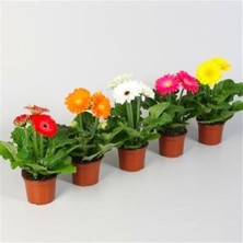 Nadir Karışık Gerbera Çiçeği Tohumu 5 Tohum Çiçek Tohumu