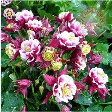 Katmerli Haseki Küpesi Çiçeği Tohumu