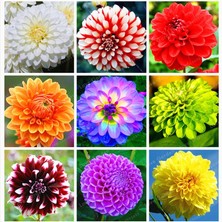 7 Adet Dev Yıldız Dahlia Çiçeği Soğanı Yumrusu 9 Cm.yeni Mahsul.. 4 Farklı Renk.çimlenme Garantili..