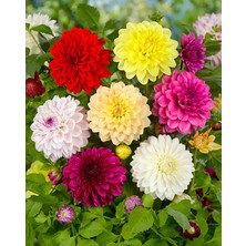 15 Adet Dev Yıldız Dahlia Çiçeği Soğanı Yumrusu 9 Cm.yeni Mahsul.. 4 Farklı Renk.çimlenme Garantili..