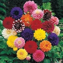 8 Adet Dev Yıldız Dahlia Çiçeği Soğanı Yumrusu 9 Cm.yeni Mahsul.. 4 Farklı Renk.çimlenme Garantili..