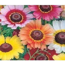 10 Adet Painted Daisy Tohumu