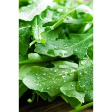 Yerli Geleneksel Roka Tohumu 100 Tohum Paket İçeriği ile Yüksek Verim Sağlayan Çiçek Tohumu