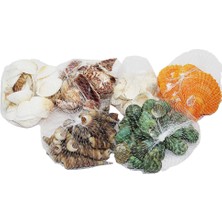 Fileli Midye Deniz Kabuk Vazo Taşı Renkli Mix (5263)