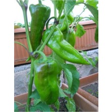 Nadir Yağlık Közlemelik Tatlı Pat Biber Tohumu 40 Adet Tohum