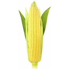 Haşlamalık Süt Mısır Tohumu 20 Adet Tohum