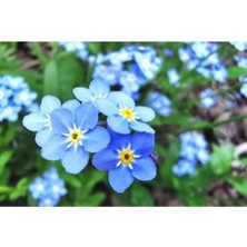 10 Adet Unutma Beni Çiçeği Tohumu