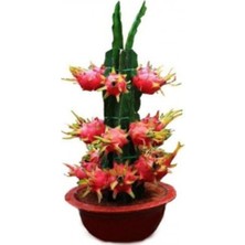 Bodur Pitaya Meyvesi Tohumu 10 Adet Tohum Saksılık Pitaya Tohumu