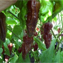 Black Naga Biber Tohumu