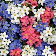 Karışık Renkli Unutma Beni Çiçeği Tohumu