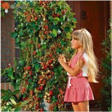 Ithal Alman Çilek Ağacı Tohumu 20 Adet Tohum