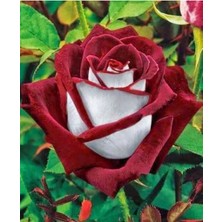 10 Adet Türk Gülü Tohumu