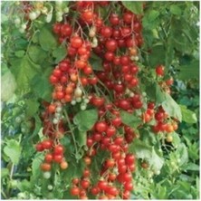 Agrobazaar Salkım Cherry Domates 25+Tohum