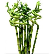 Tunç Botanik ŞANS BAMBUSU 3 ADET - 1 METRE LUCKY BAMBOO