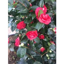 Fidancıyız Tüplü  Chester Böğürtlen Fidanı