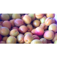 Fidancıyız Tüplü Fidan Prodece Thyrınte(Trintina) Kayısı Fidanı