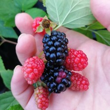 Tüplü Yerel Bursa-2 Böğürtlen Fidanı