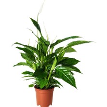 Canlı Bitki, Beyaz-Yeşil, 17 Cm, Spathiphyllum Cupido