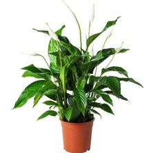 Canlı Bitki, Beyaz-Yeşil, 24 Cm, Spathiphyllum Cupido