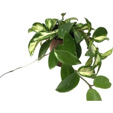 Betonish Hoya Carnosa 'Krimson Princess' (Mum Çiçeği)