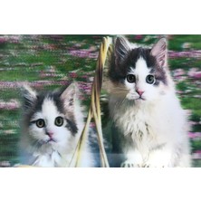 3 Boyutlu Resim  Sevimli Kediler Ikili Kedi Resmi Tablosu 40X60 cm